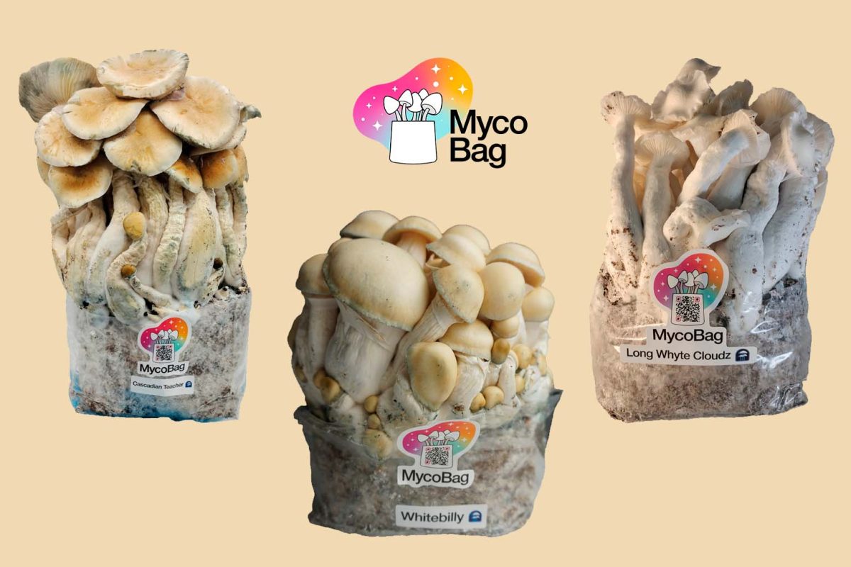 MycoBag cultivo de setas mágicas psicoactivas psilocibina fácil
